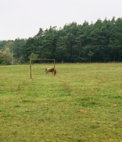 Alter Sportplatz - Walddrehna